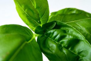 masti-prevenire-si-tratatare-acnee-facute-acasa-busuioc