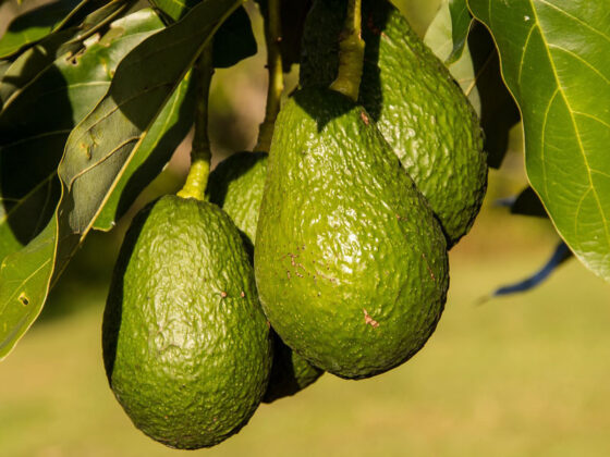 Avocado a fost testat de mai multe ori si rezultatele arata ca acesta este un balsam pentru prostata si reduce riscul de cancer la jumatate.