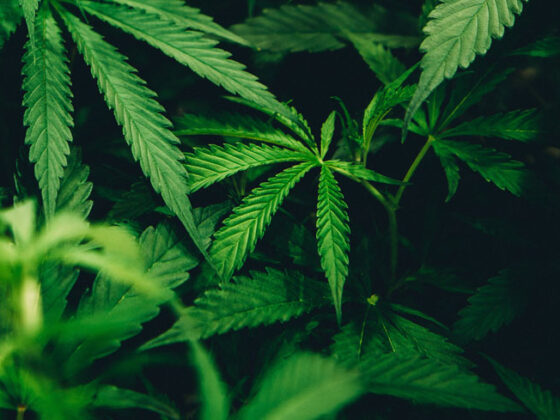 Avand proprietati care reusesc sa invinga anii si proprietati de vindecare, planta controversata canabis,  a devenit in ultima perioada una din ingredientele in voga folosite in produsele de infrumusetare.