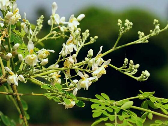 Moringa  este un ingredient secret anti-imbatranire, este bun pentru par si te ajuta sa dormi, dar cea mai interesanta parte e aceea ca e posibil sa il fi folosit deja, fara sa stii!