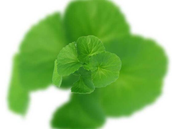 Centella asiatica este o planta ce a crescut ca importanta in ultima perioada si este in tendinte, doar ca ea a fost folosita de secole pentru o serie impresionanta de beneficii.