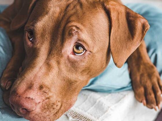 Cel mai bun prieten poate fi de multe ori animalul tau de companie, existand multe fapte si studii stiintifice care arata efectul benefic al acestora ...