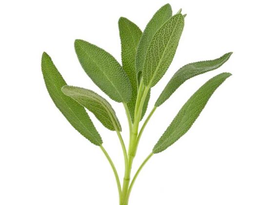 Salvia intareste imunitatea, are proprietati antiinflamatorii si antimicrobiene.