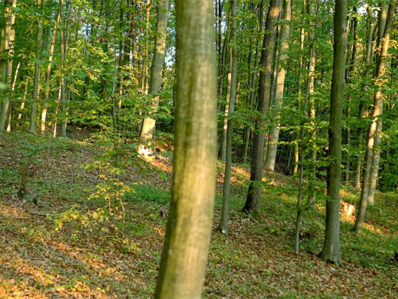 Scăldatul în pădure (Shinrin-yoku) ajută la vindecarea corpurilor cu remediile care vin din rădăcinile lor, din scoarţă, frunze, uleiuri esenţiale, ne ajută la vindecarea minţii cu ajutorul efectelor calmante şi înălţătoare ce vin din timpul petrecut în prezenţa lor.